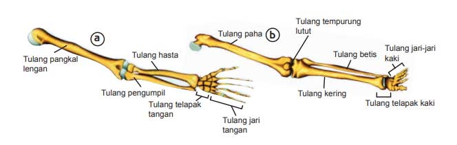 Tulang rangka anggota gerak