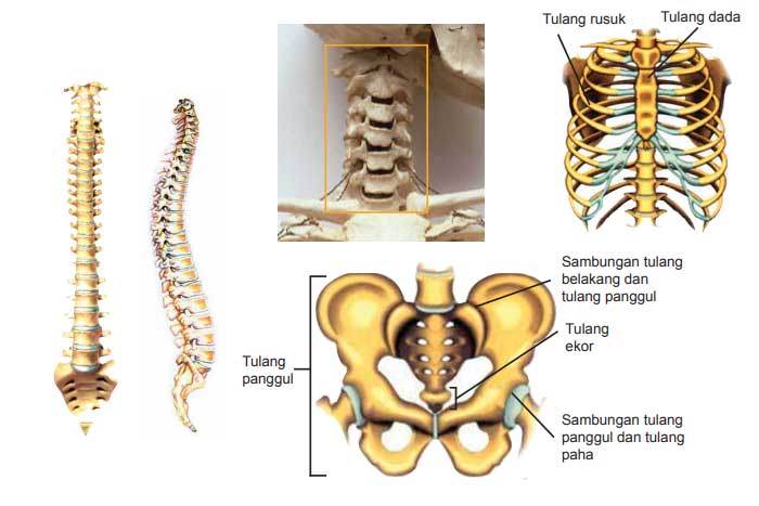 Tulang-tulang rangka badan