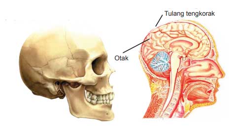 Tulang-tulang rangka kepala